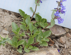 Penstemon procerus aberrans