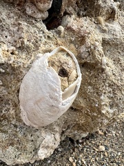 Glycymeris glycymeris