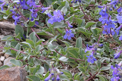 Penstemon procerus aberrans