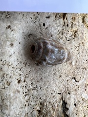 Conus ventricosus