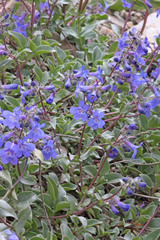 Penstemon procerus aberrans