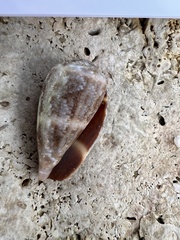 Conus ventricosus
