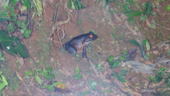 Leptodactylus savagei