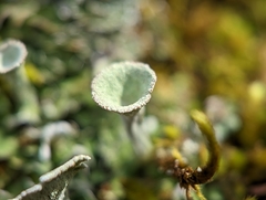 Cladonia pyxidata