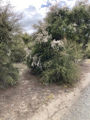 Kunzea