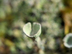 Cladonia pyxidata
