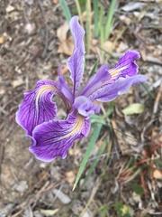 Iris macrosiphon
