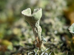 Cladonia pyxidata