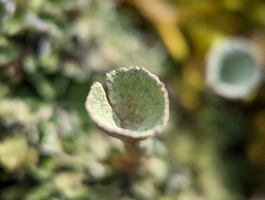 Cladonia pyxidata