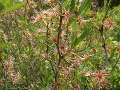 Prunus pumila
