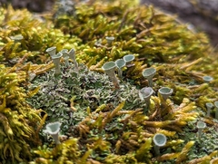 Cladonia pyxidata