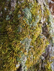 Cladonia pyxidata