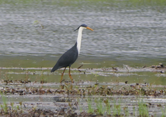 Egretta picata