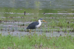 Egretta picata
