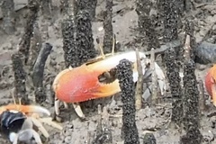 Tubuca coarctata