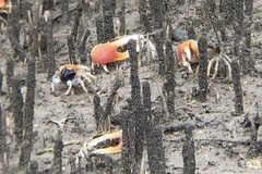 Tubuca coarctata