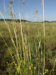 Cymbopogon pospischilii
