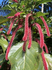 Acalypha hispida