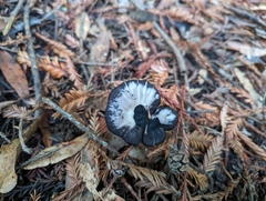 Entoloma medianox