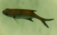Scorpis aequipinnis