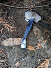 Entoloma medianox