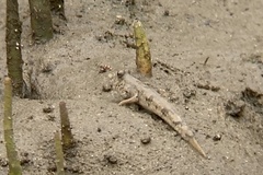 Periophthalmus argentilineatus