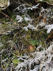 Drosera stenopetala