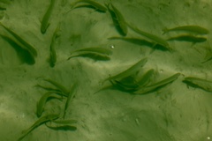 Aldrichetta forsteri