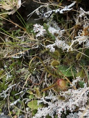 Drosera stenopetala