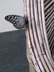 Ideopsis vulgaris