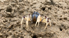 Mictyris longicarpus