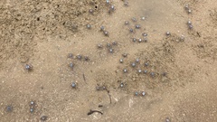 Mictyris longicarpus