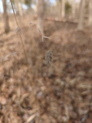 Chasmanthium latifolium