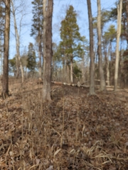 Chasmanthium latifolium
