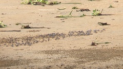 Mictyris longicarpus