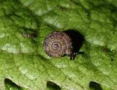 Phenacohelix