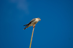 Falco sparverius dominicensis