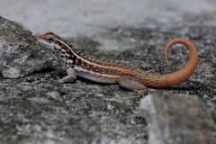 Leiocephalus lunatus