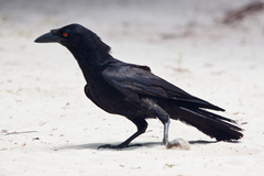 Corvus leucognaphalus