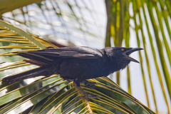 Corvus leucognaphalus