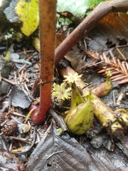 Petasites frigidus
