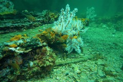 Pempheris klunzingeri