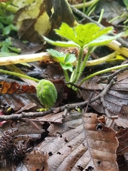 Petasites frigidus