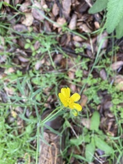 Ranunculus californicus