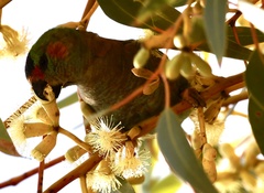 Parvipsitta porphyrocephala