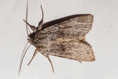 Physetica cucullina