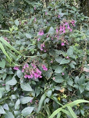Strobilanthes hamiltoniana