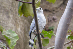 Buteo nitidus