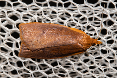 Planotortrix flammea