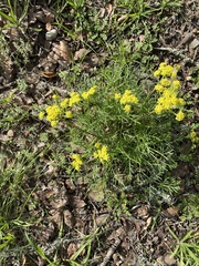 Lomatium utriculatum